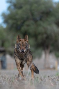 lobo