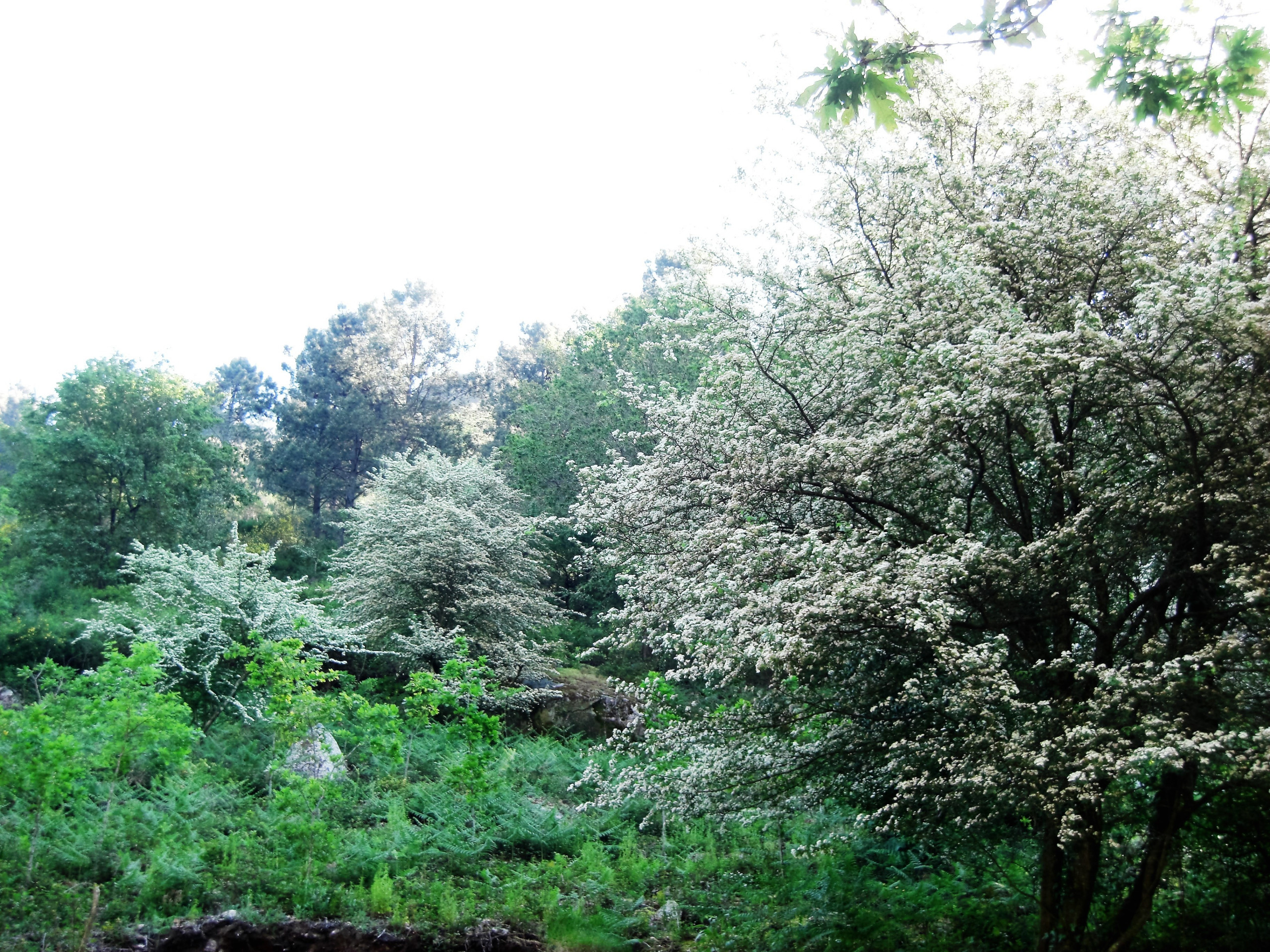 Crataegus monogyma