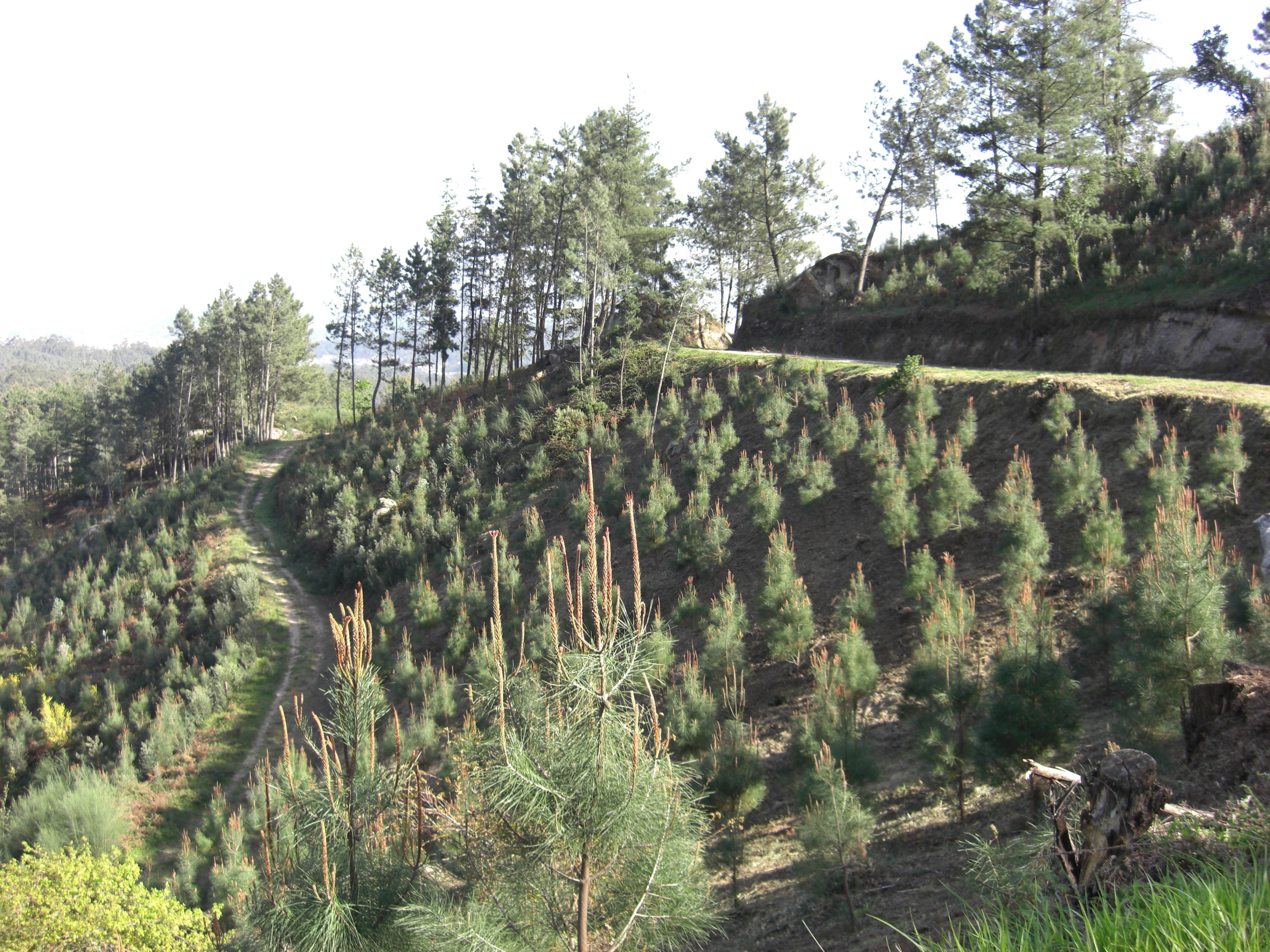 Pinus pinaster_RF_Carballo Escuro
