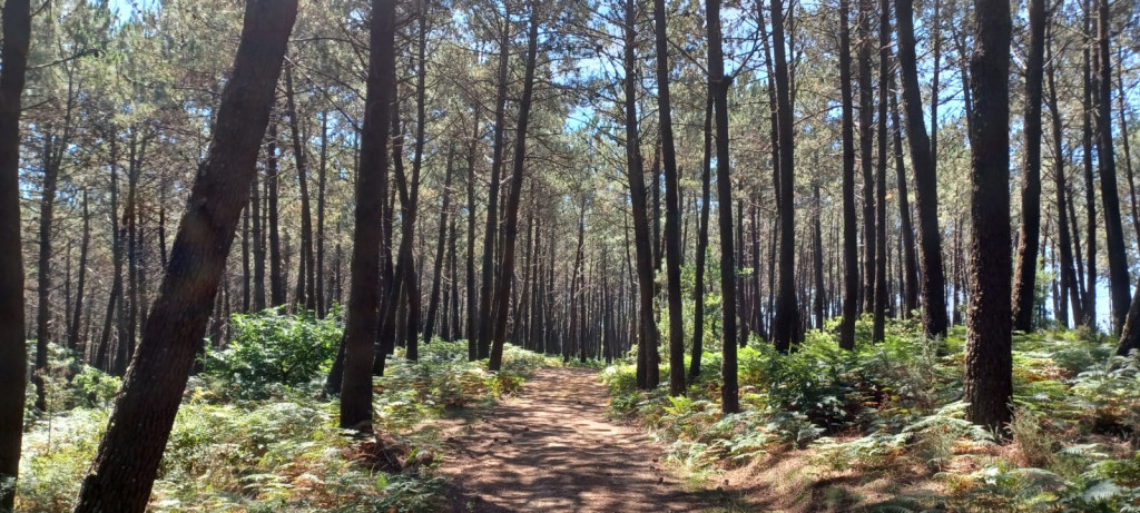 Pinus_pinaster_fustal_extramaduro