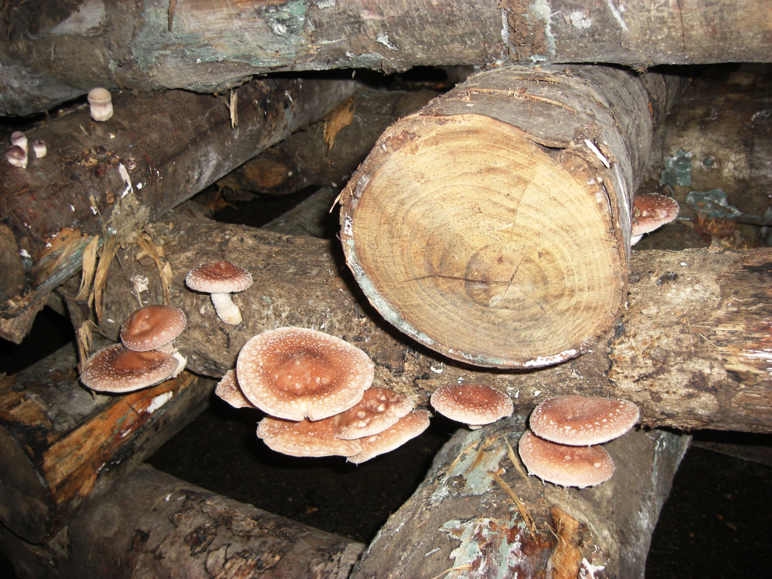 Shitake (Lentinula edodes)