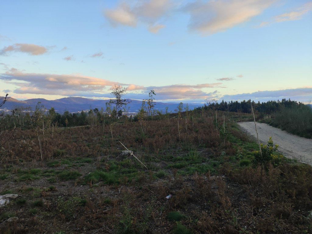 plantaciones frondosas